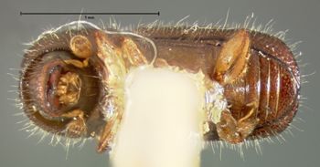 Media type: image;   Entomology 1288 Aspect: habitus ventral view